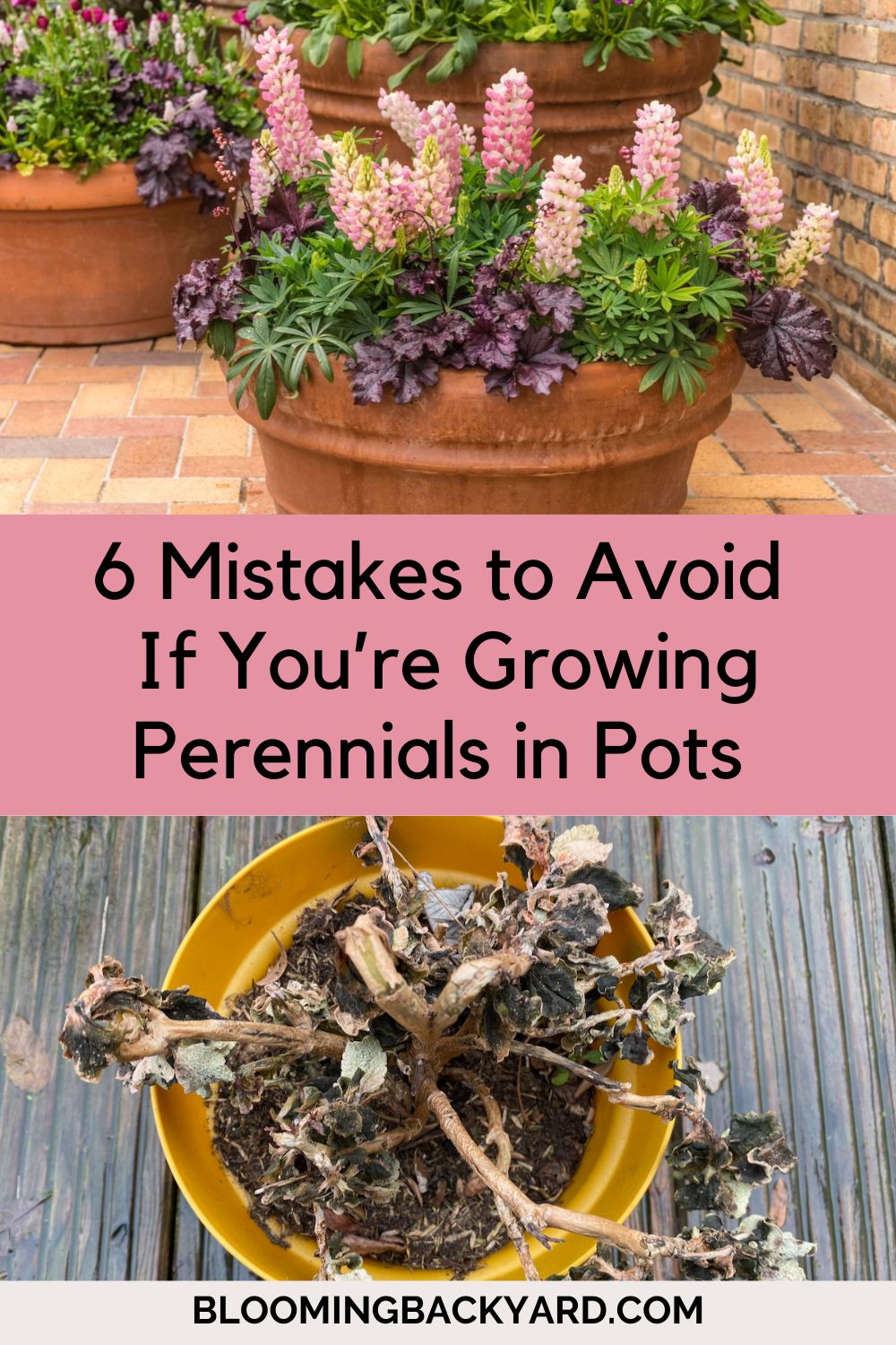 6 Mistakes to Avoid If You’re Growing Perennials in Pots