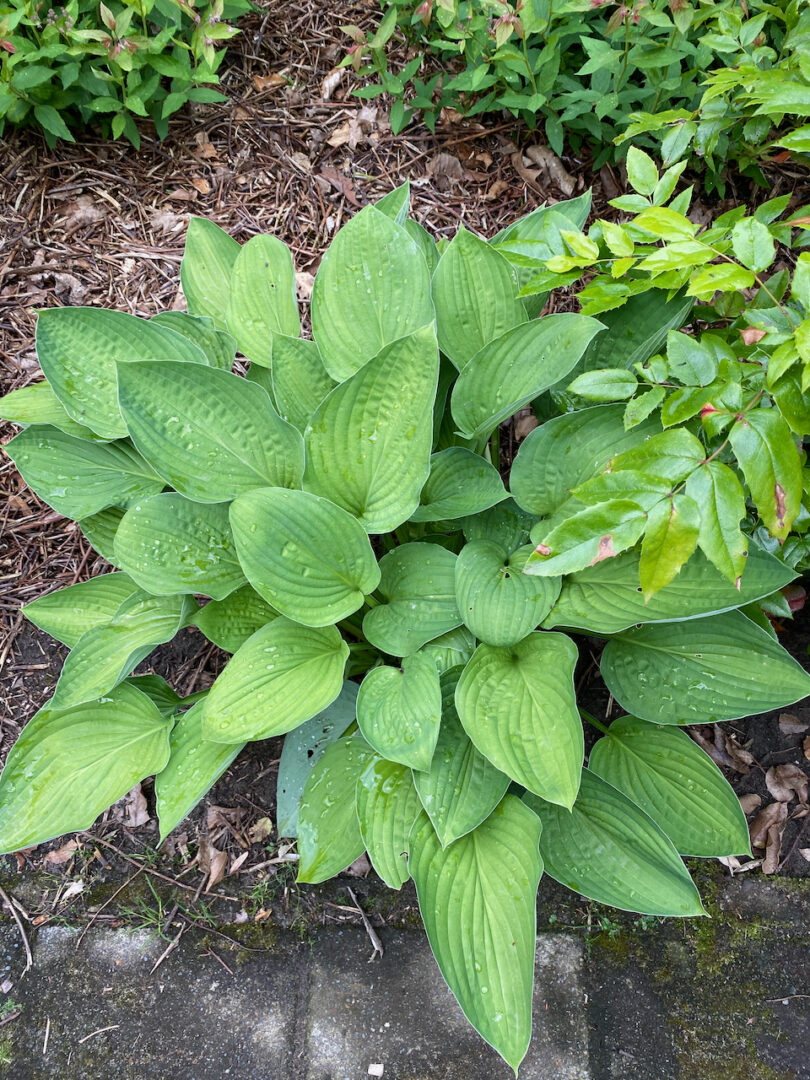 5 Things Every Hosta Grower Needs To Know