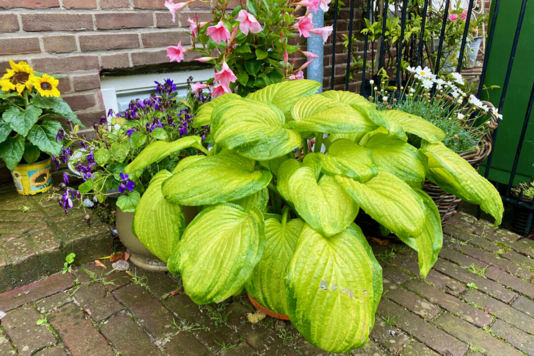 Container Hosta 5 Things Every Hosta Grower Needs To Know