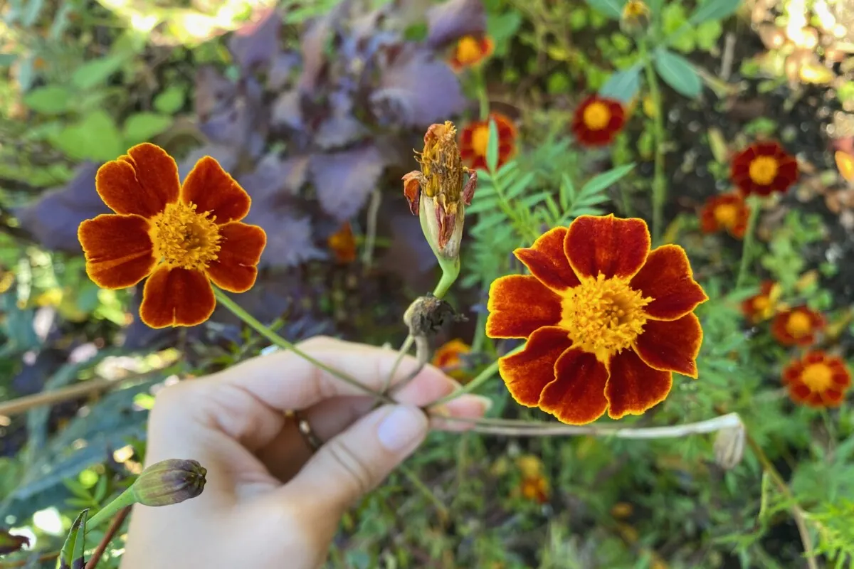 How To Easily Save & Store Marigold Seeds For Planting Next Year