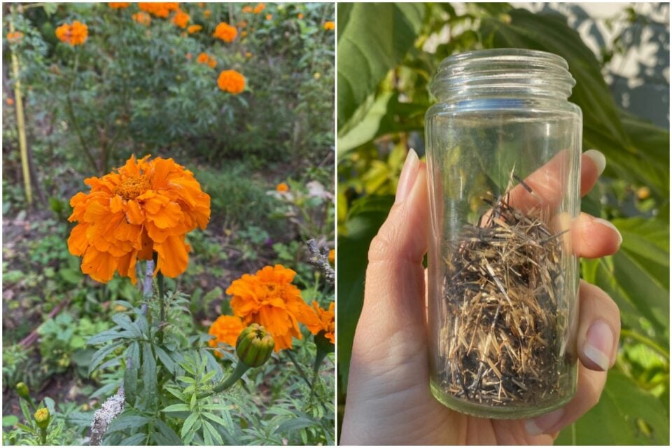 How To Easily Save & Store Marigold Seeds For Planting Next Year