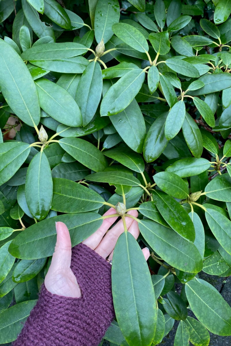 Thread Lead Rhododendron My Rhododendrons Fainted! Why Rhododendron Leaves Curl In Winter