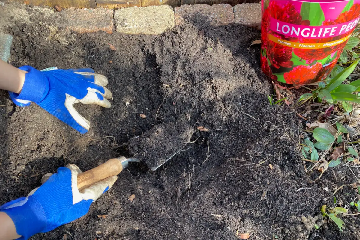 How To Plant a Peony Step-by-Step (& The Big Mistake To Avoid)