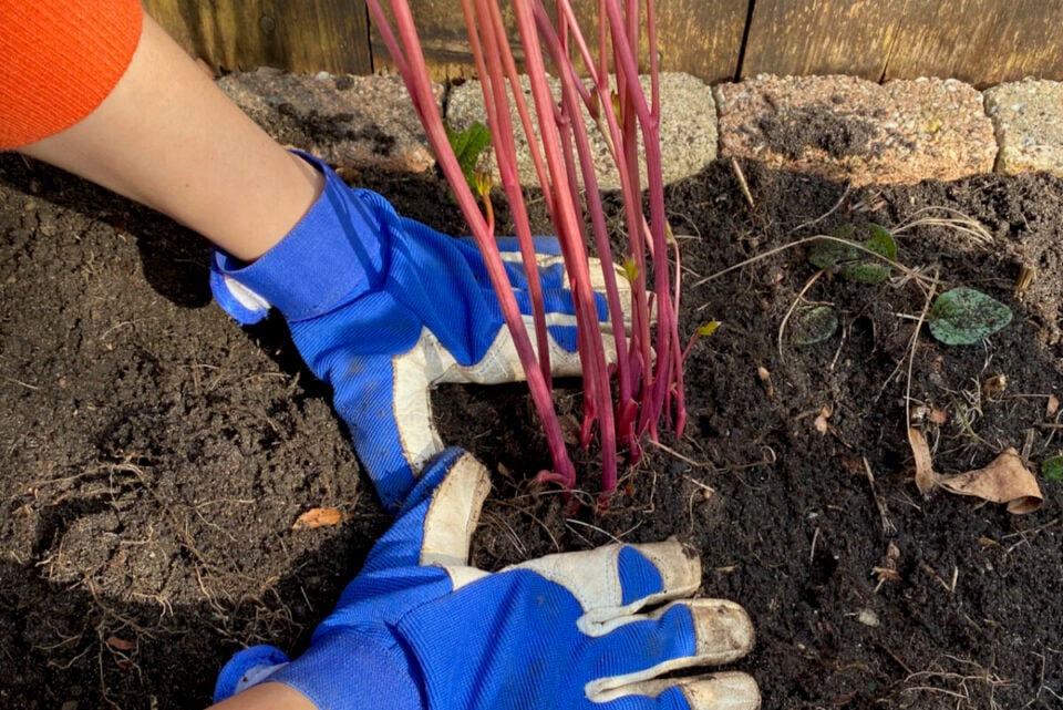 How To Plant a Peony Step-by-Step (& The Big Mistake To Avoid)