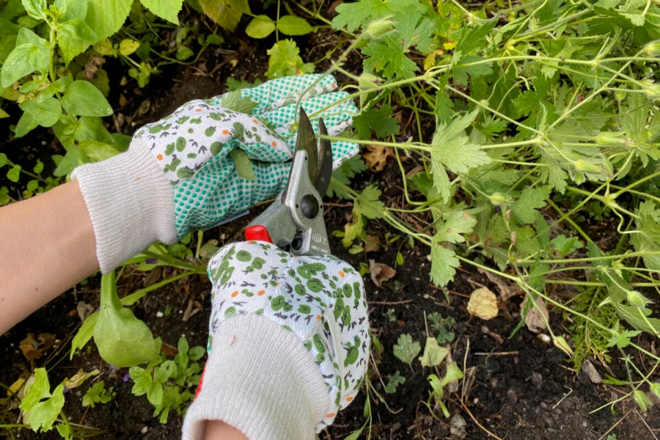 Geraniums Cut 5 Secrets for Hardy Geraniums That Will Bloom All Summer Long